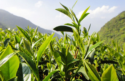 雪香茶葉代理與銷售 開啟茶香事業(yè)新篇章